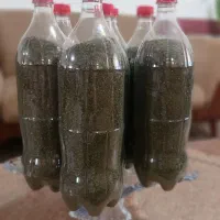 نعنا محلی خشک شده ارگانیک