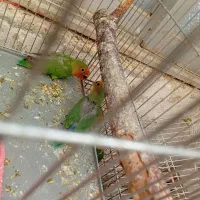 طوطی|پرنده|برخوار, |دیوار