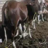 کشتار بره تازه موجوده کیلوویی ۱۱۵۰هزارتومان