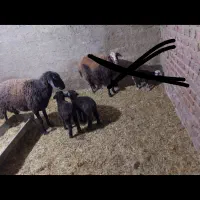 میش همو قوچ همو بره همو