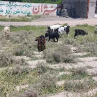 بزغاله|حیوانات مزرعه|گلبهار, شهر جدید گلبهار|دیوار