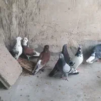 اهواز پردیس