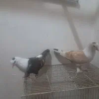 ۳جفت حیوون سالم