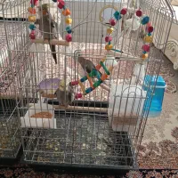 عروس هلندی