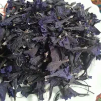 گل گاوزبان