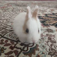 خرگوش
