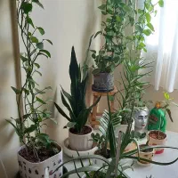 گلدان پتوس ، الورا ، سانسوریا