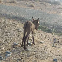 فروش کره ماده