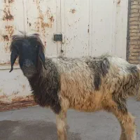 فروش میش سالم،زنده باسکول هم فروخته میشود