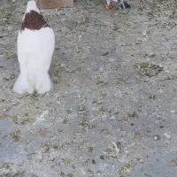 هفت رنگ