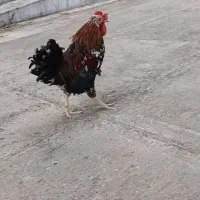 خروس گلین ۴۰ تاج