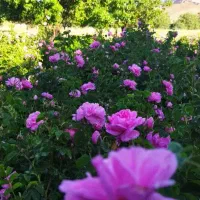 گلاب و عرقیجات گیاهی