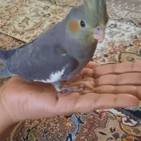 جوجه عروس هلندی