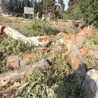 خرید چوبهای باغی صنوبر ومرکبات|خدمات باغبانی و درختکاری|ساری, |دیوار