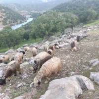 میش و بره