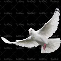 کبوتر پیدا شده