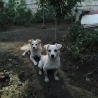 سگ پاکوتاه