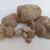 فسیل بسیار زیبا