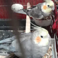 پرنده زینتی...عروس هلندی۱عدد ۱۴ماهه ۱عدد ۸ماهه