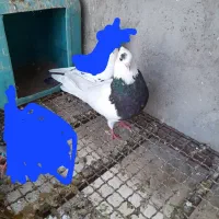 کبوتر