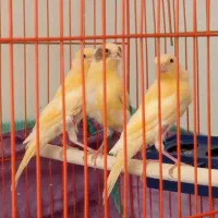 قناری 3عدد 3ماهه