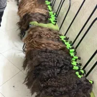 موبور