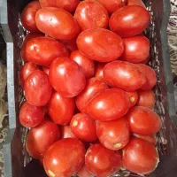 فروش تره بار درجه یک