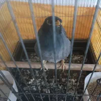 فروش مینا سخنگو در کوار