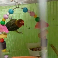 کتوله برزیلی نر فقط یه پاش خرابه معاوضه با کفتر