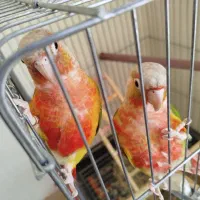 گرینچیک جفت با تست