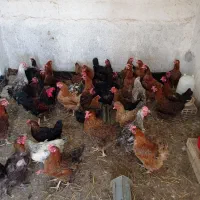 مرغ تخمگذار