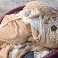 سیرابی دوغ محلی و پای مرغ و کله پاچه