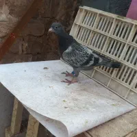 کفتر|پرنده|تربت جام, بیست متری منبع آب|دیوار