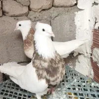 طوقی