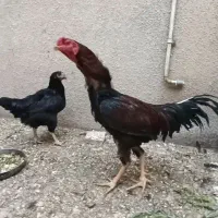 خروس و مرغ لاری با جوجه