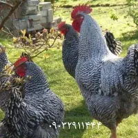 جوجه ۷روزه آمروک آمریکایی