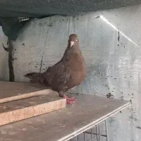 کبوتر ماده