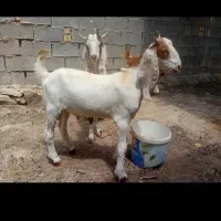 دوتا بز نر نژاد گلابی