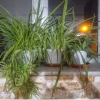 گلای کوچیک ۵۰ هزار تومن