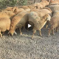 بره اوتداخ