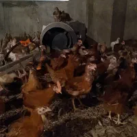 مرغ و خروس