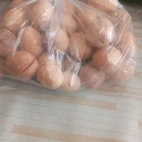 گردو بلغارستان