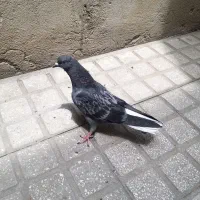 زاغ دم سفید تهرانی