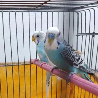 یک جفت مرغ عشق نر و ماده
