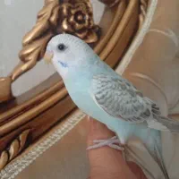 مرغ عشق دستی نژاد دار