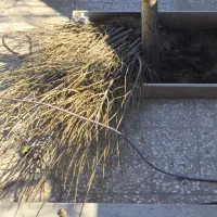 نهال‌‌وقلمه‌کبوده‌شیرازی