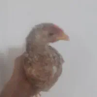جوجه