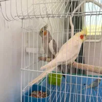 عروس هلندی مولد