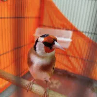 سهره|پرنده|قنوات, |دیوار