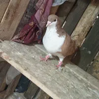 چپ .